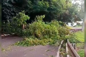 Trecho da avenida Ricardo Brand&atilde;o, em Campo Grande, fica interditado ap&oacute;s queda de &aacute;rvore