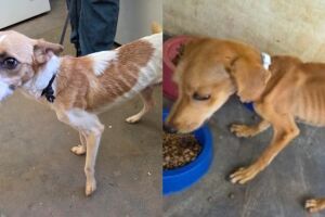 Homem &eacute; preso por maus-tratos a c&atilde;es em Anast&aacute;cio
