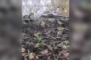 Sucuri &eacute; flagrada devorando pato em parque de Sidrol&acirc;ndia (v&iacute;deo)