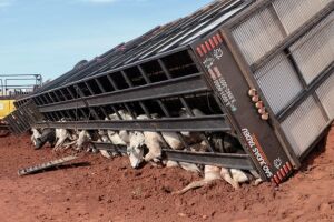Caminh&atilde;o que transportava bois tomba e mata v&aacute;rios animais na BR-163, em Jaraguari