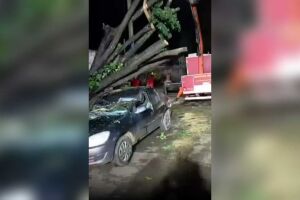 &Aacute;rvore de grande porte cai sobre carro durante chuva no Jardim S&atilde;o Louren&ccedil;o (v&iacute;deo)
