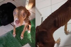 Abandonados e com larvas pelo corpo, c&atilde;es resgatados no Indubrasil lutam para sobreviver
