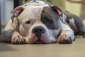 Pitbull escapa de casa e ataca cachorro no bairro Coophavila II