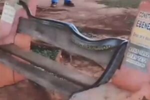 Sucuri aparece em banco de pra&ccedil;a e surpreende moradores em Parana&iacute;ba (v&iacute;deo)
