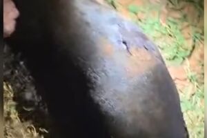Cachorro &eacute; morto a facadas ao atacar homem em Jardim