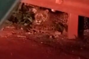 O animal estava &agrave;s margens da rodovia
