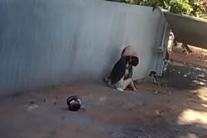 C&atilde;o morre ao defender tutora de ataque de Pitbull: 'poderia ser minha filha' (v&iacute;deo)