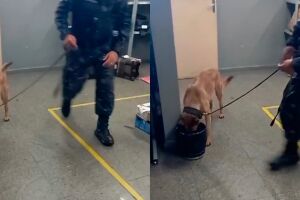 Costelas do animal aparecem em imagens enviadas ao TopM&iacute;diaNews