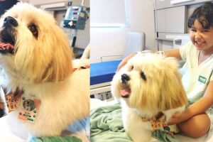 Paciente de 10 anos recebe visita surpresa de pet durante interna&ccedil;&atilde;o hospitalar em Campo Grande