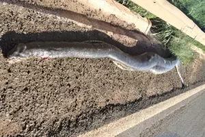 Sucuri de cinco metros &eacute; encontrada morta em ponte entre Chapad&atilde;o do Sul e Chapad&atilde;o do C&eacute;u (v&iacute;deo)