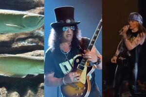 Bioparque batiza peixes de Axl e Slash em homenagem a show do Guns N' Roses em Campo Grande (v&iacute;deo)