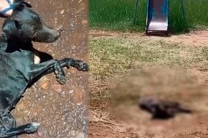 Cadela se afoga em alagamento da chuva e morre em pra&ccedil;a do Riviera Park (v&iacute;deo)