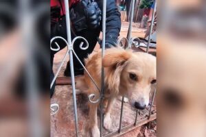 Fofoqueiro? C&atilde;ozinho fica com metade do corpo preso em port&atilde;o no Aero Rancho (v&iacute;deo)