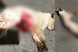 Cachorros soltos matam gatinho no Santa Carmelia; ataque &eacute; recorrente (v&iacute;deo)