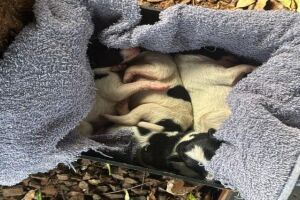 Idosa mata filhote de cachorro rec&eacute;m-nascido em Maracaju (v&iacute;deo)