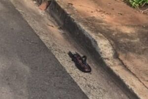 Chinelo da v&iacute;tima, cheio de sangue, ficou jogado na rua