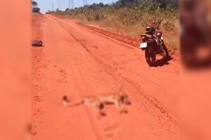 Motociclista atropela on&ccedil;a-parda e alega ter sido atacado pelo animal em Ribas do Rio Pardo (v&iacute;deo)