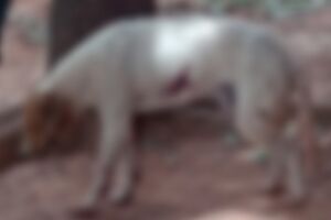 Idoso &eacute; preso suspeito de dar tiro de espingarda em cachorro em Rio Verde