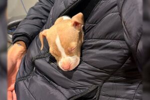 Homem amea&ccedil;a mulher e toma filhote de pitbull de crian&ccedil;a durante briga em Dourados