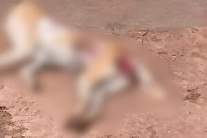 Homem espanca cadela at&eacute; a morte e acaba preso em Campo Grande