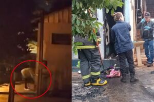 C&acirc;mera flagrou mulher ateando fogo em banheiro e matando morador de rua em Dourados (v&iacute;deo)
