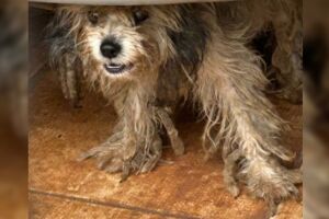 C&atilde;es s&atilde;o encontrados sem &aacute;gua e comida, e dono acaba preso por maus-tratos em Campo Grande
