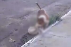 Pitbull mata cachorro de estima&ccedil;&atilde;o em frente a crian&ccedil;as e assusta moradores no Guanandi (v&iacute;deo)