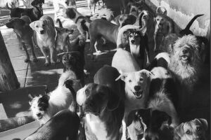 ONG com mais de 120 animais resgatados corre o risco de ser fechada: 'vivemos uma situa&ccedil;&atilde;o urgente'
