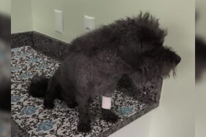 C&atilde;o agoniza por horas antes de morrer em cl&iacute;nica e tutores denunciam neglig&ecirc;ncia veterin&aacute;ria
