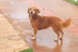 Cachorrinha &eacute; encontrada morta com perfura&ccedil;&otilde;es na barriga no Parati