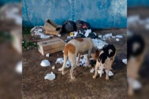 Os animais reviram o lixo em busca de alimentos 