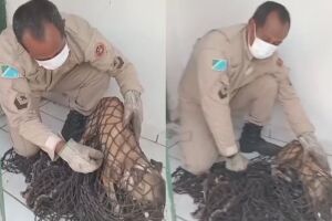 Cachorro &eacute; encontrado com arame cortando o pesco&ccedil;o e recebe socorro em Corumb&aacute; (v&iacute;deo)