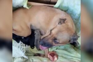 Tampinhas viraram oportunidade para 16 animais viverem com dignidade em Campo Grande (v&iacute;deo)
