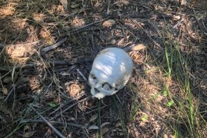 Trabalhador encontra cr&acirc;nio com apar&ecirc;ncia humana em fazenda de Tr&ecirc;s Lagoas