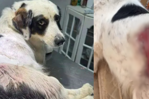 C&atilde;o &eacute; baleado ao tentar proteger casa durante invas&atilde;o em Ribas do Rio Pardo (v&iacute;deo)