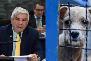 Prefeitura n&atilde;o atende nem 20% da demanda da causa animal em Campo Grande, critica vereador (v&iacute;deo)