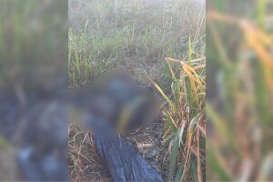 Corpo carbonizado &eacute; encontrado em &aacute;rea de vegeta&ccedil;&atilde;o em Corumb&aacute;