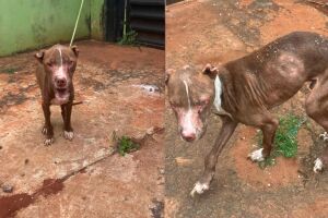 Pol&iacute;cia resgata Pitbull cego e ferido em ponto de tr&aacute;fico em Campo Grande (v&iacute;deo)