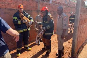 Pitbulls invadem casa, matam cadela e mobilizam opera&ccedil;&atilde;o de resgate em Tr&ecirc;s Lagoas