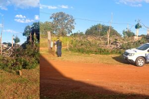 Homem &eacute; esmagado enquanto cortava &aacute;rvore e morre em Anhandu&iacute;