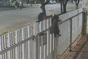 Cachorro de ra&ccedil;a &eacute; furtado por mulher e crime revolta moradores de Tr&ecirc;s Lagoas (v&iacute;deo)