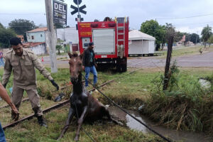 Cavalo atola em vala e &eacute; resgatado pelos bombeiros em Corumb&aacute;
