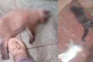 Animais mortos nos &uacute;ltimos dias na Vila Fernanda