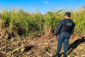 Corpo em decomposi&ccedil;&atilde;o &eacute; encontrado em &aacute;rea rural de Dourados 