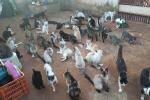 Sem ajuda da prefeitura, projeto tenta dar conta de mais de 500 animais em Campo Grande