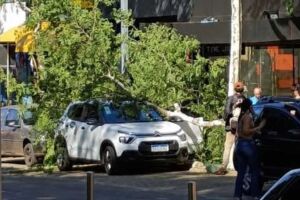 &Aacute;rvore cai sobre Citro&euml;n em frente &agrave; Pra&ccedil;a Ary Coelho em Campo Grande