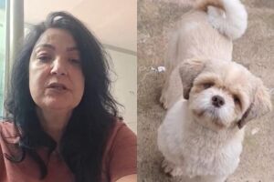 Propriet&aacute;ra de ONG procura cachorro que fugiu em Campo Grande: 'ele faz uso de medicamentos' (v&iacute;deo)