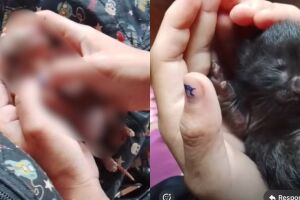 At&eacute; gatos morreram afogados na enxurrada que tomou barracos no Jardim Noroeste (v&iacute;deo)