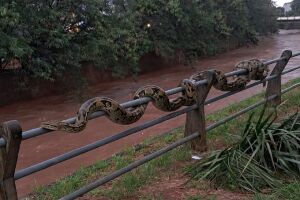 Sucuri &agrave; beira do c&oacute;rrego da Ermesto Geisel era s&oacute; brincadeira 