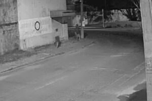 Adolescente leva tiro na sa&iacute;da de tabacaria no Los Angeles
